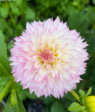 Hollyhill Pinkie