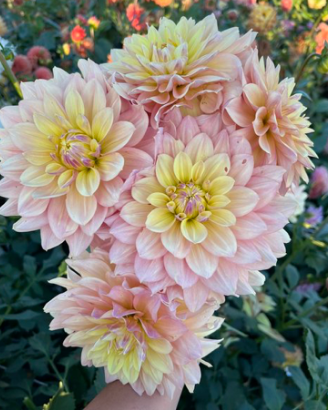 Wyn's New Pastel
