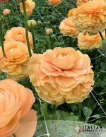 Cloni Success Grand Pastel