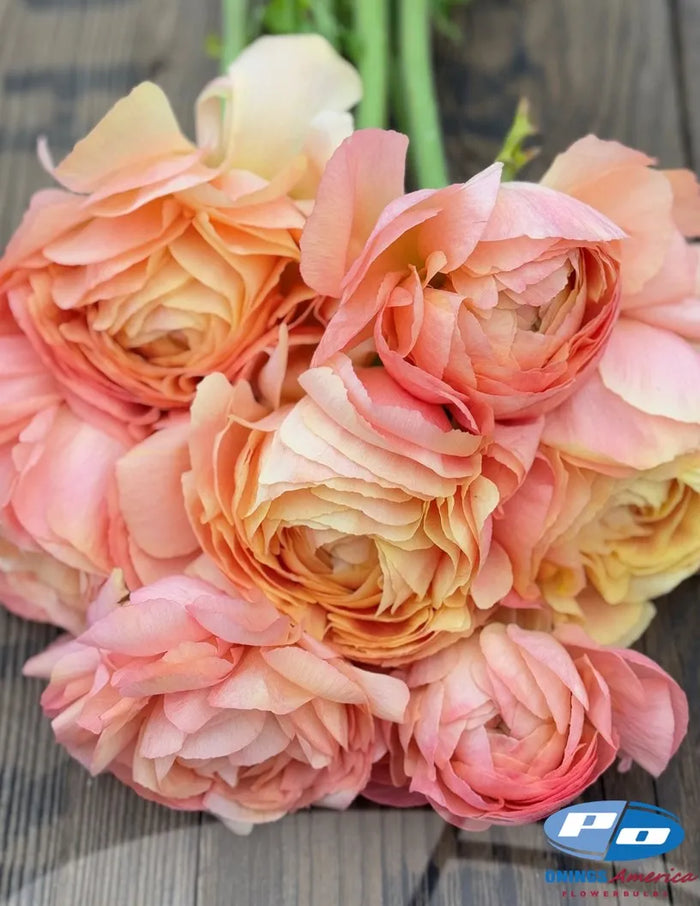 Cloni Success Grand Pastel