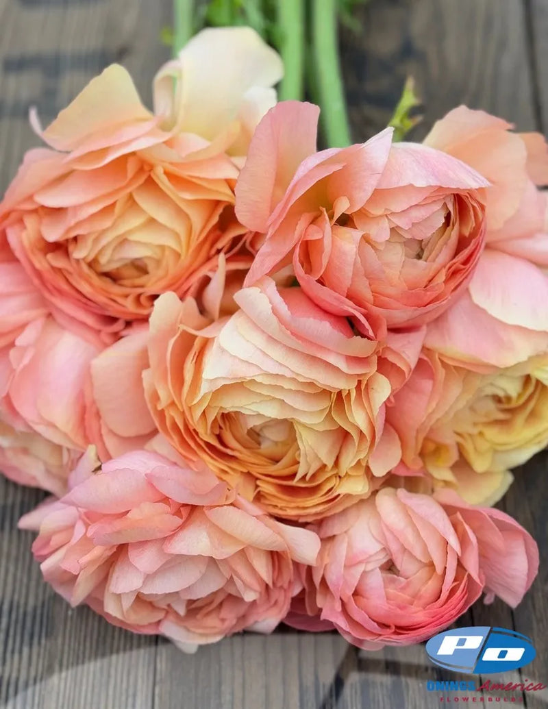 Cloni Success Grand Pastel