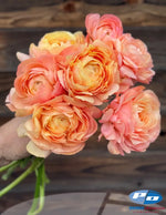 Cloni Success Grand Pastel