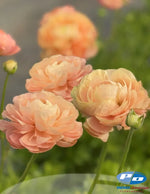 Cloni Success Grand Pastel