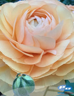Cloni Success Grand Pastel