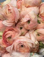 Cloni Success Grand Pastel