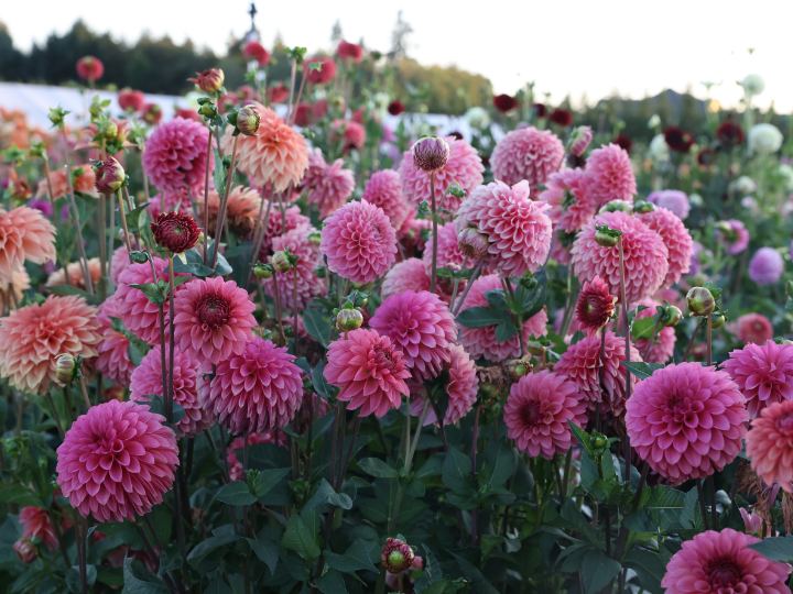 March photo