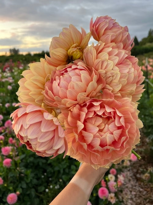 Dahlias